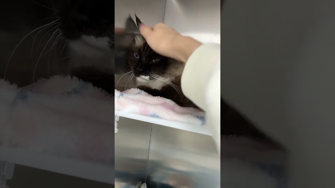 没有麻麻陪在身边的小孩弱小无助又可怜#shorts  ｜李喜猫