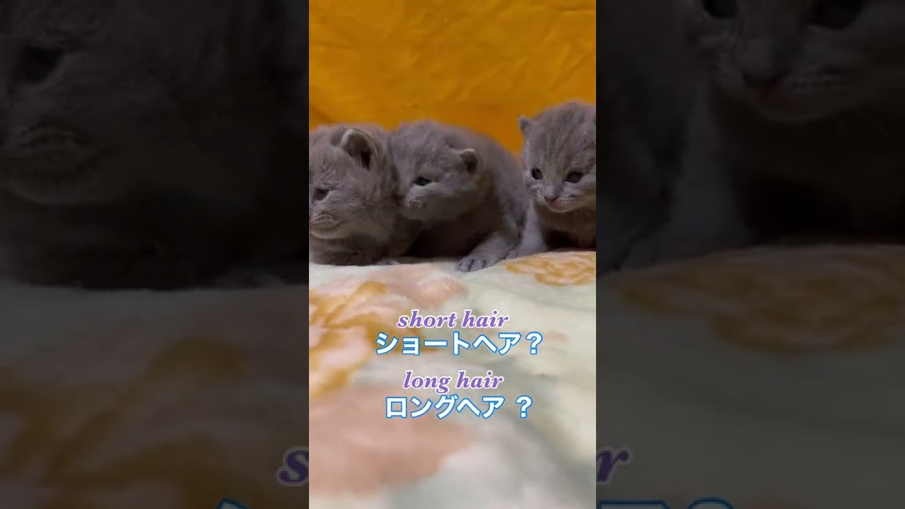 【シャルトリュー】ですが被毛が長ければ【ベネディクティン】と呼ばれます！#shorts