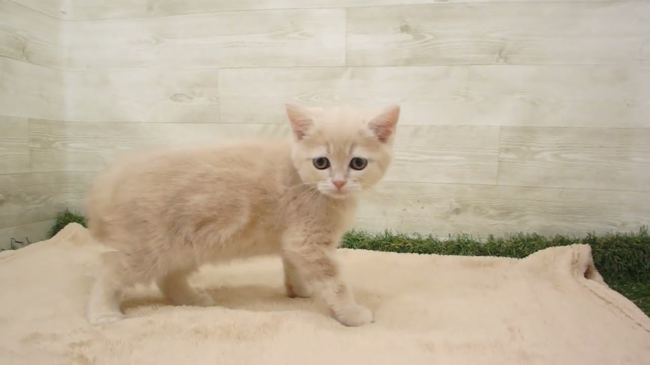 00586717 アメリカンショートヘアー