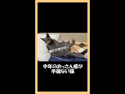 中年のおっさん感が半端ないロシアンブルー #Shorts