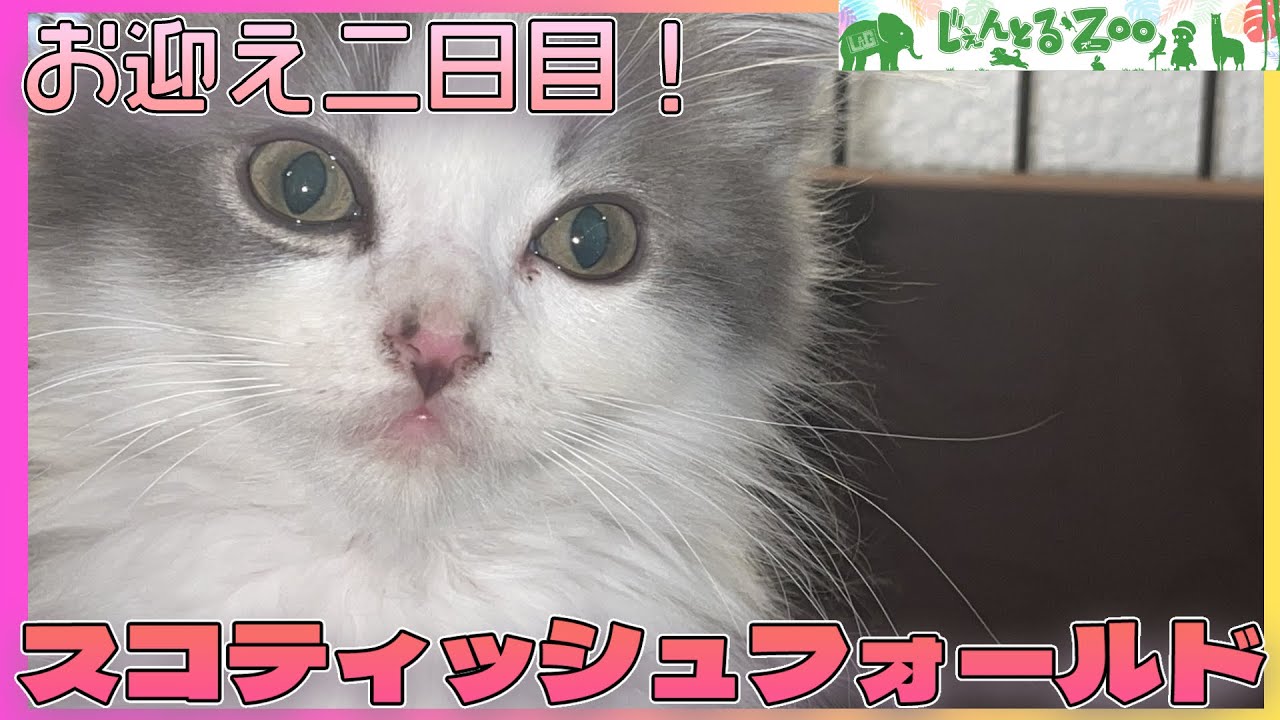 【スコティッシュフォールド】お迎え二日目！めやにって・・・