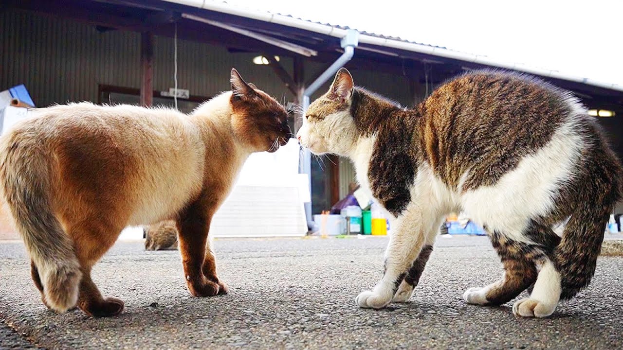 独特の鳴き声で喧嘩する日本の猫
