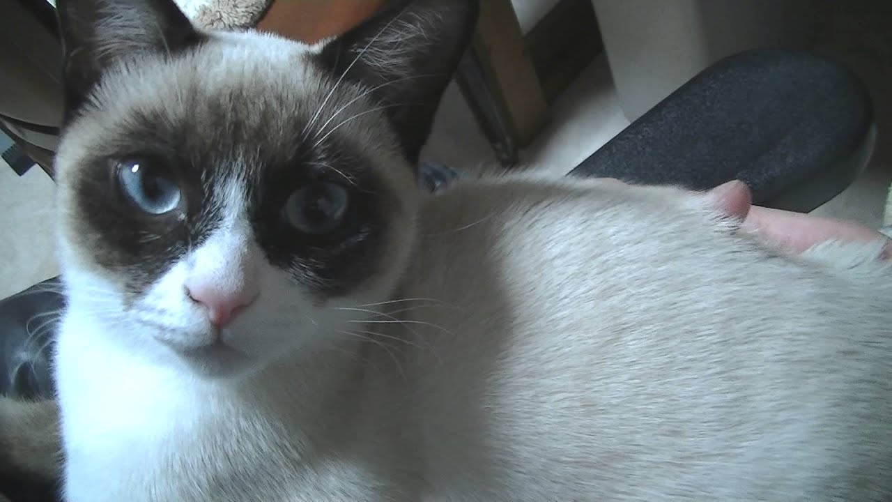 スノーシュー　蝶の仮面猫