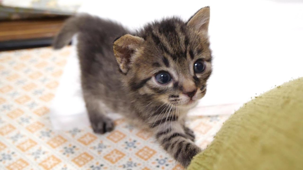遅れてやってきた子猫が恥ずかしそうにお膝の上に登ろうとする【赤ちゃん猫　保護猫】