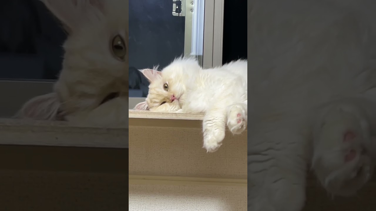 ご飯まで待てなくて干からびそうな猫【サイベリアン猫】#shorts #猫