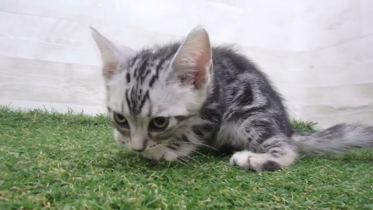 00596123 アメリカンショートヘアー