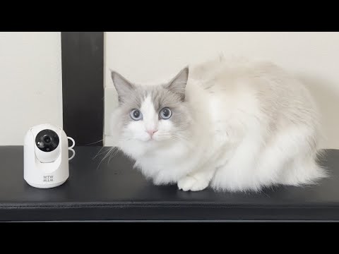 帰省中に猫をカメラで監視してたらとんでもないことになってた…【ラグドール】【かわいい】