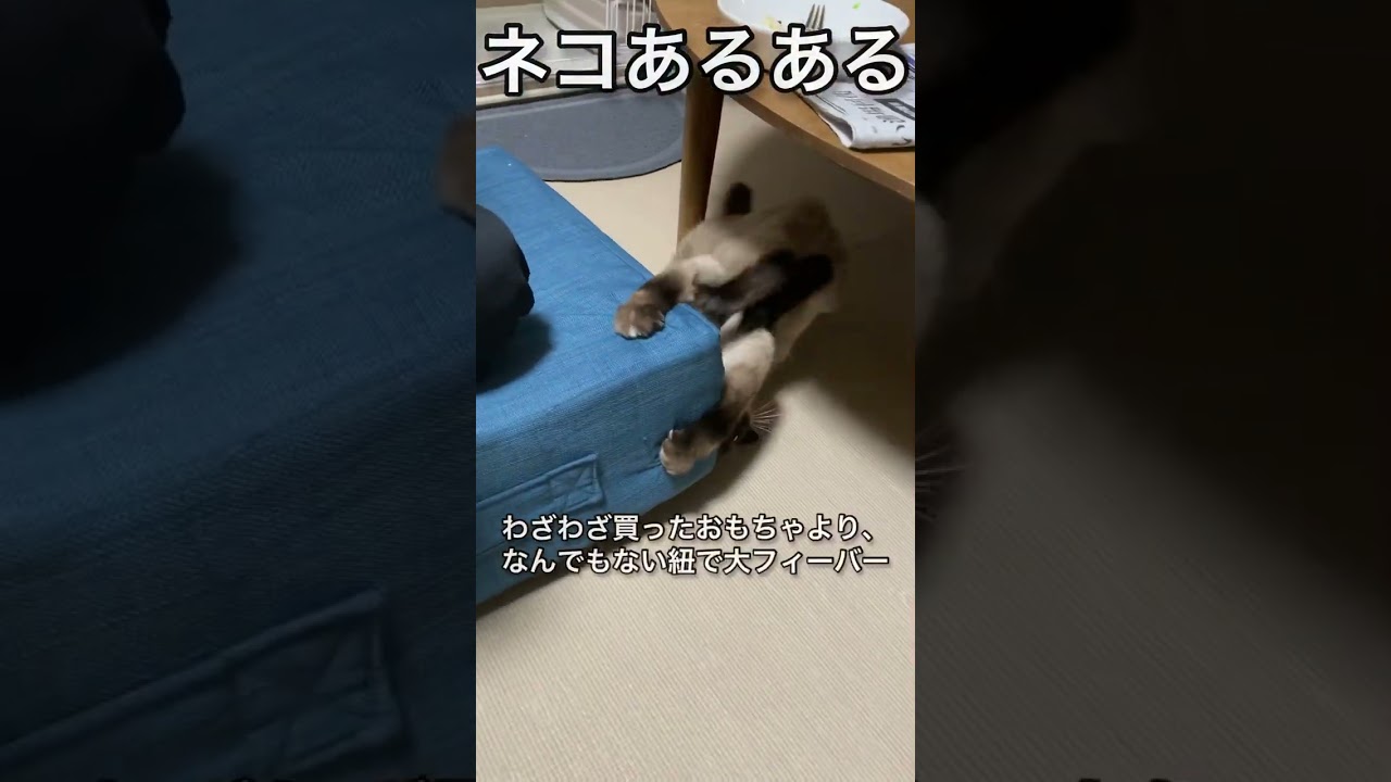 【シャム猫】アレもコレも買ったけどソレが一番いいのかよ