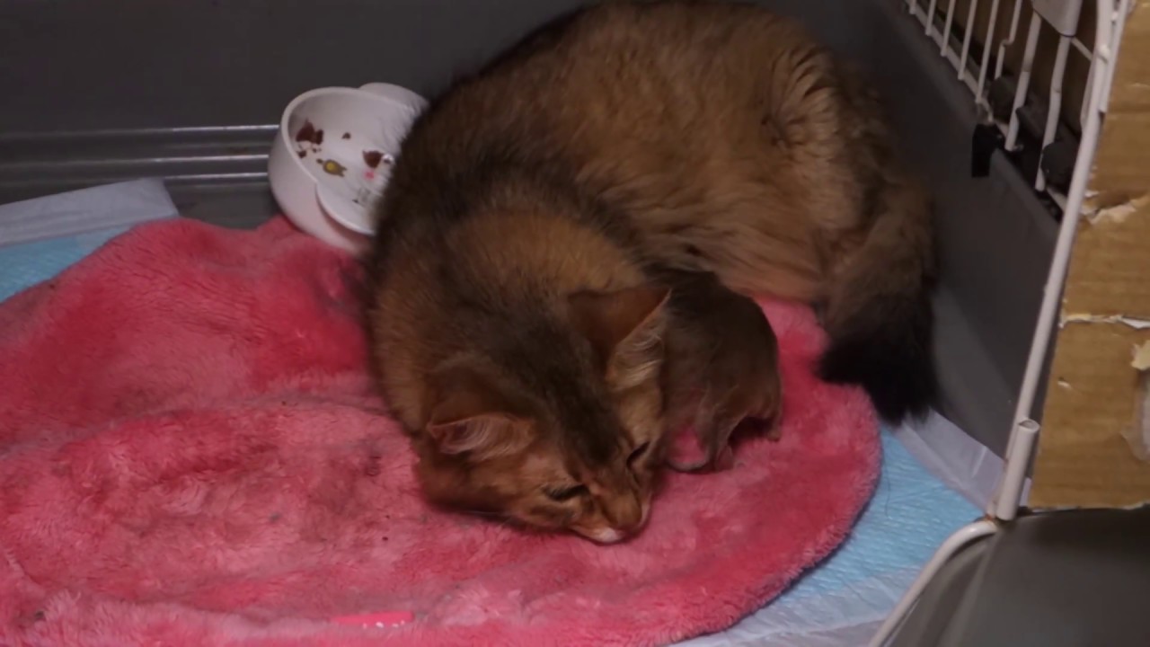 ソマリ猫の赤ちゃん-0日-そして、母親の死。　Somali cat kitten