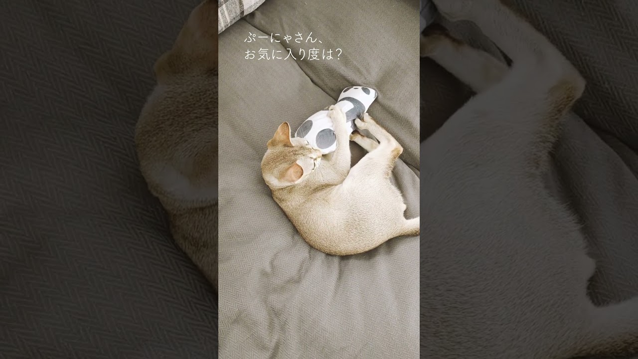 【猫のおもちゃ】セリアのおもちゃのお気に入り度は？#シンガプーラ#子猫#癒し#shorts