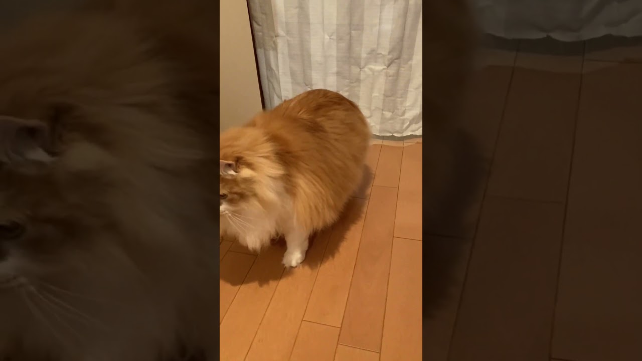 カーテンの向こうを恐れない猫ｗ #shorts  #猫 #アメリカンカール #cat