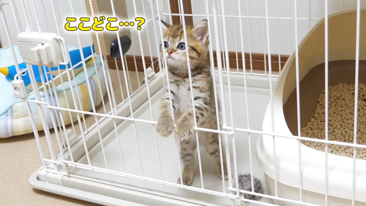 生後２ヶ月の子猫が初めてうちにやってきた時の様子！