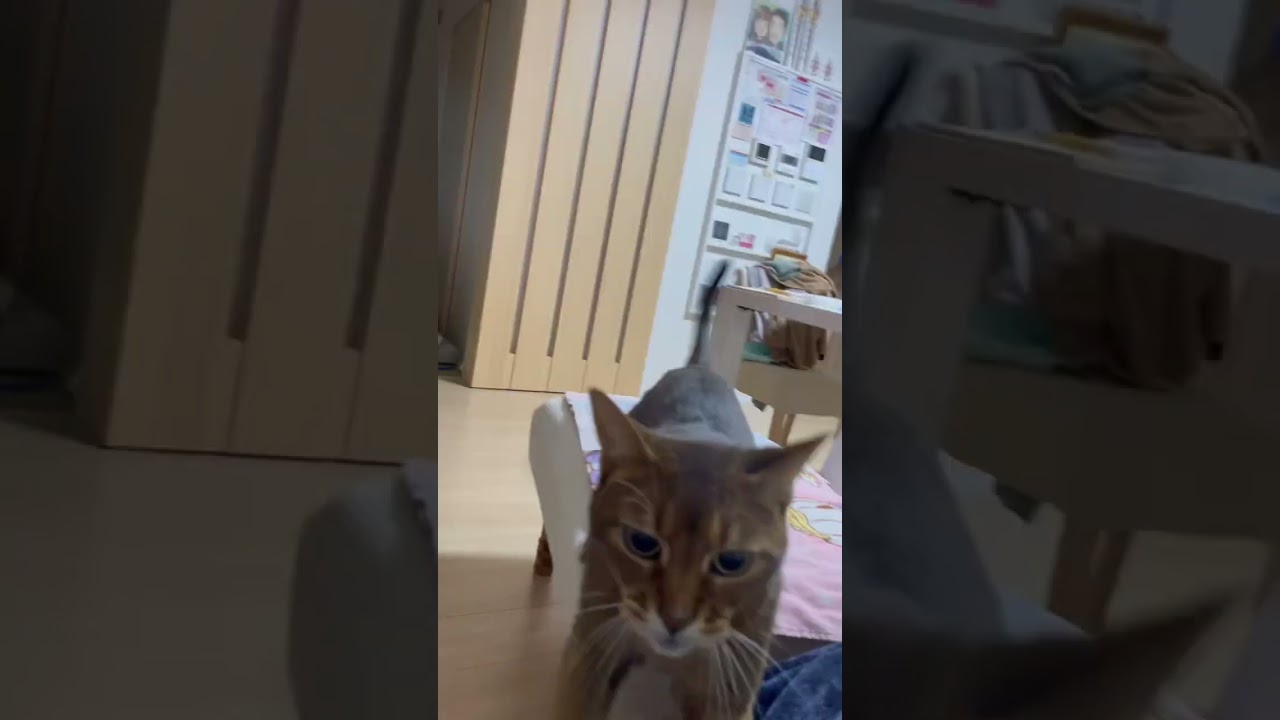 久しぶりの投稿　仲良くなったと思ったら… 凶暴猫ルル　アビシニアン　#17