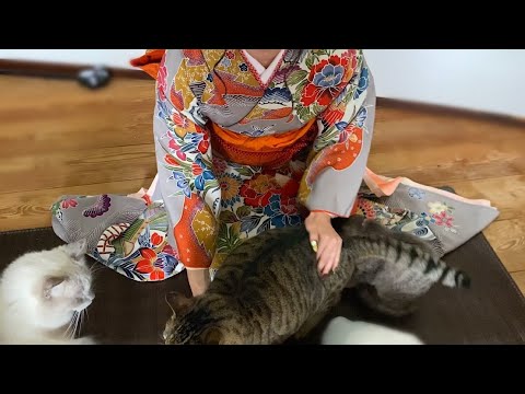 娘の着物姿を初めて見た猫さんたち・・そしてお別れの日に猫のとった行動が・・【玄関先に突然現れた子猫】【保護猫ラグドール】