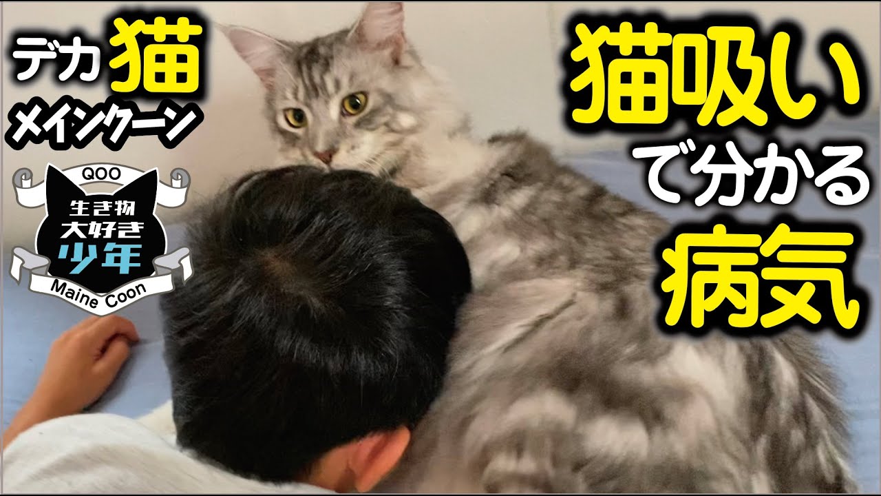 【メインクーン／大型猫】猫吸いで気づく猫の匂いと病気