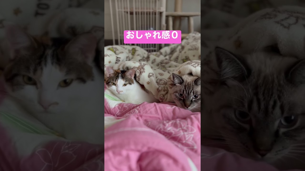 平和な朝のひととき　#shorts  #三毛猫  #シャムトラミックス