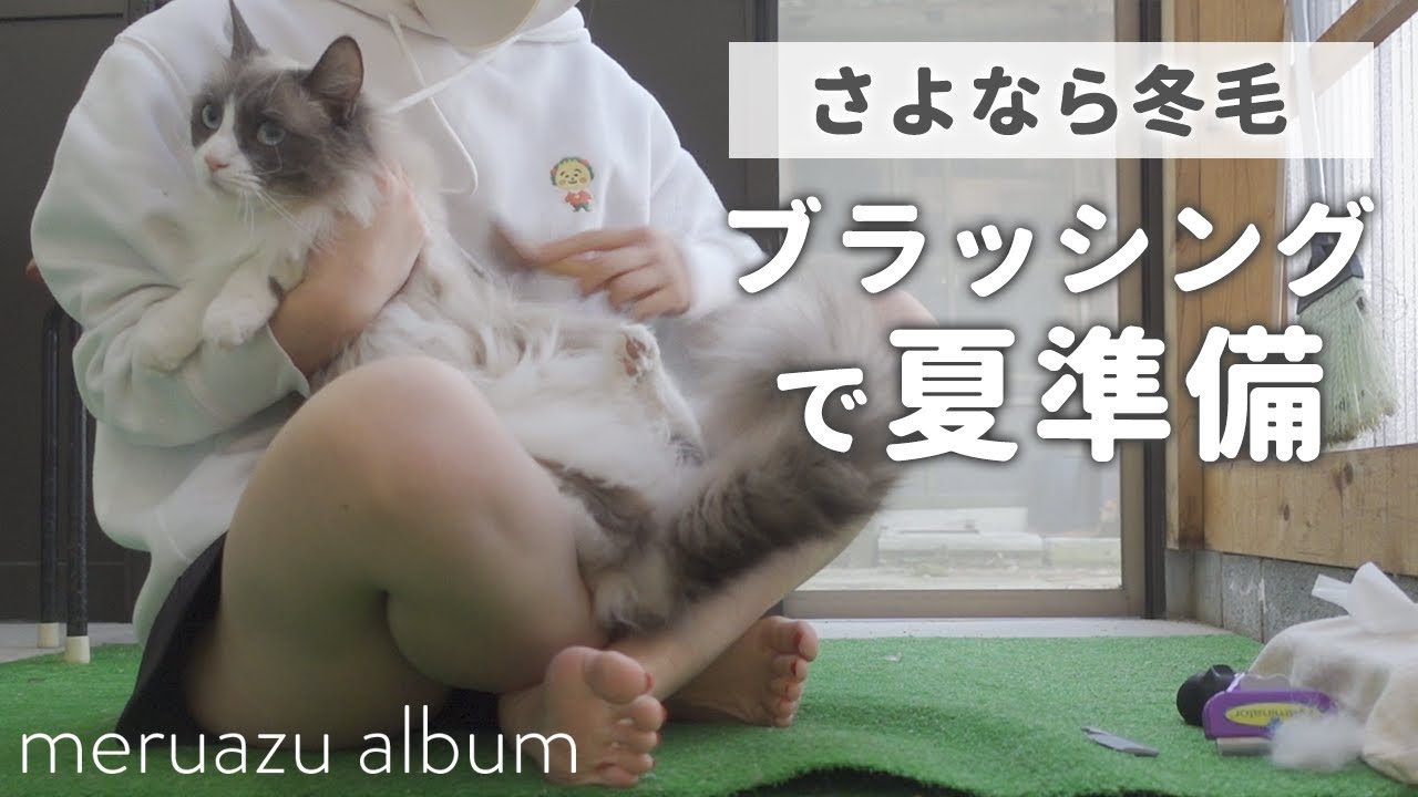 ラグドール猫2匹のもこもこ冬毛をファーミネーターで徹底ブラッシング！
