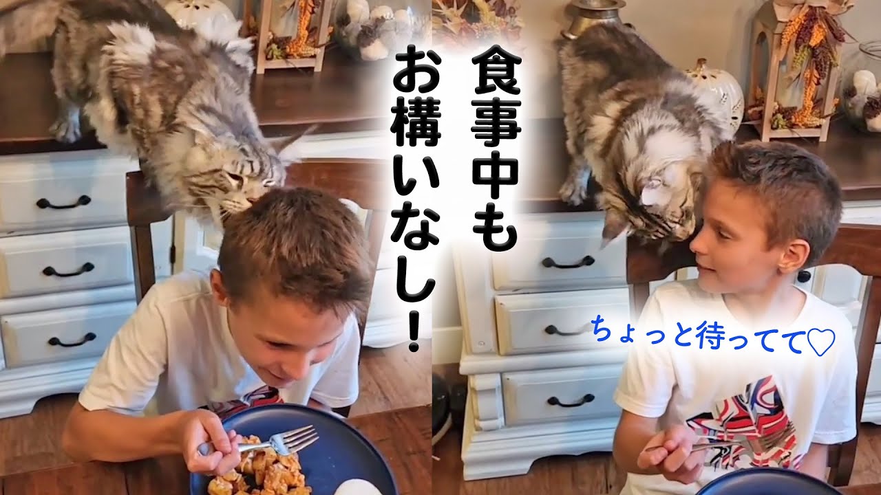 食事中なんて関係ない猫さん｜PECO