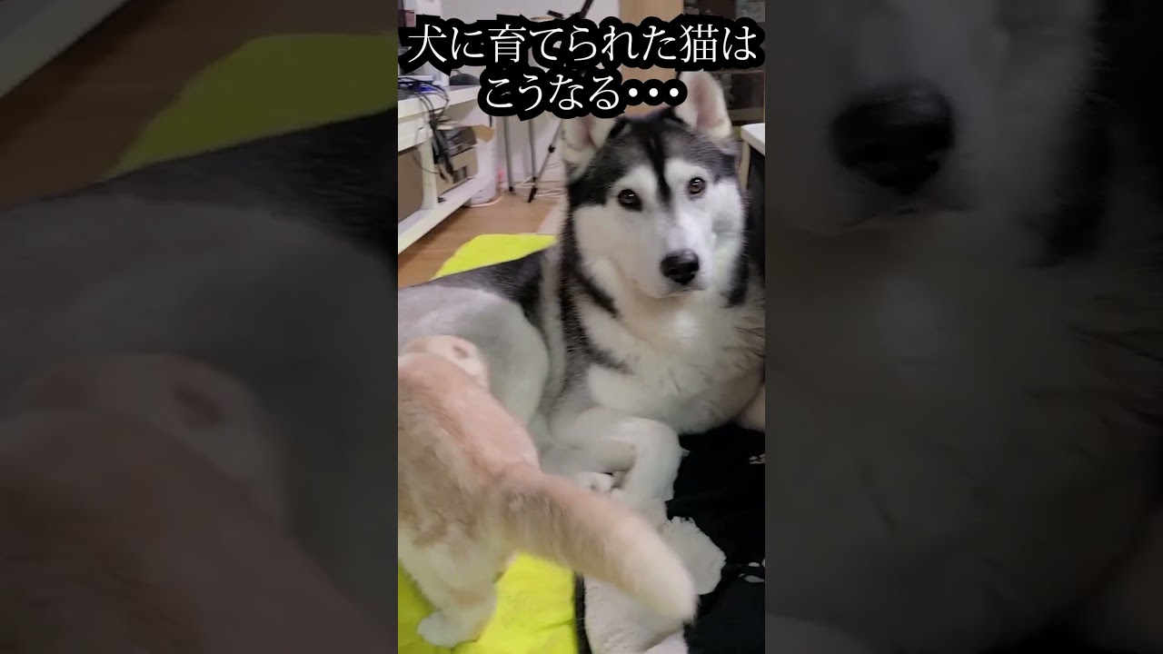 子猫の行動に驚いたハスキー犬がこちら...#shorts