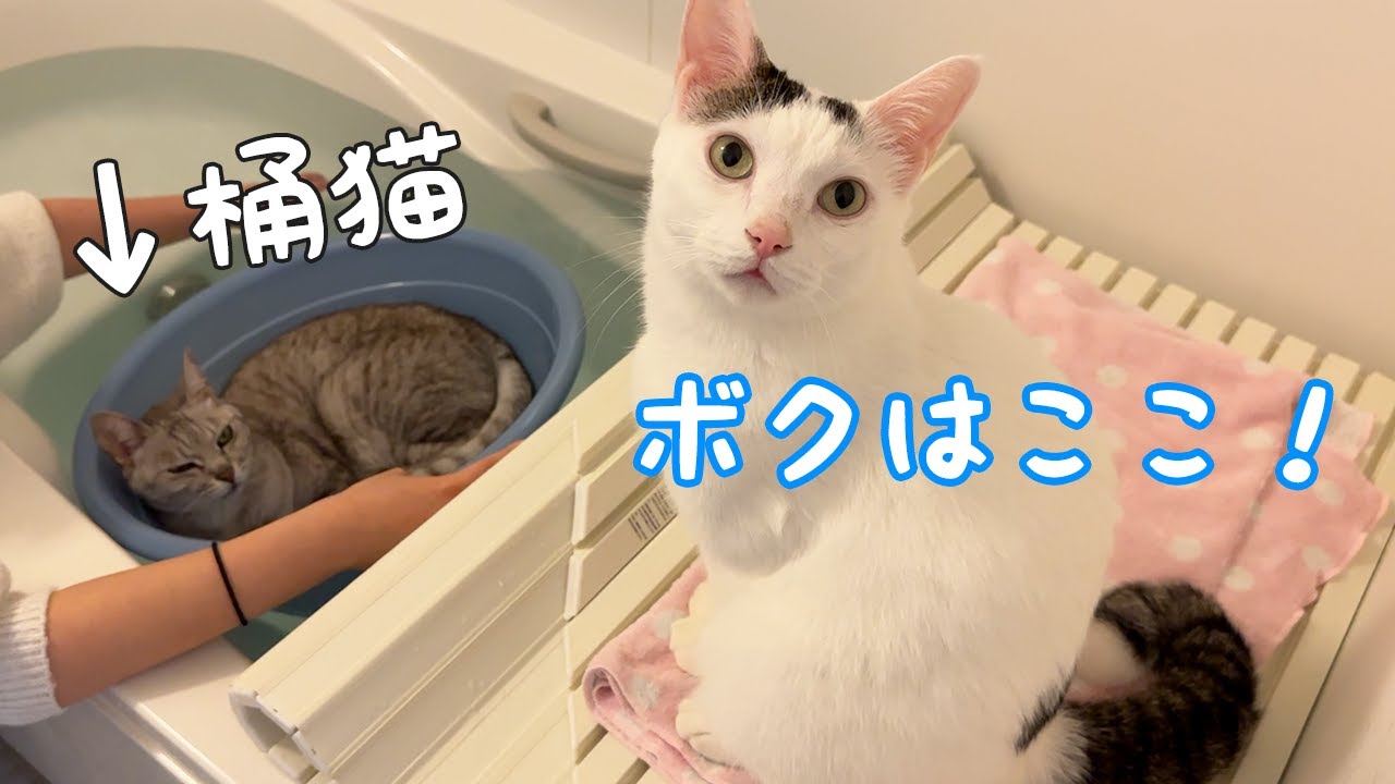 お風呂での桶猫を新スタイルにしてみました！