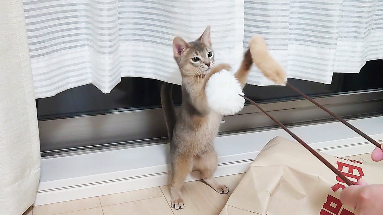 【初投稿】可愛すぎる子猫がやってきた！【アビシニアン】