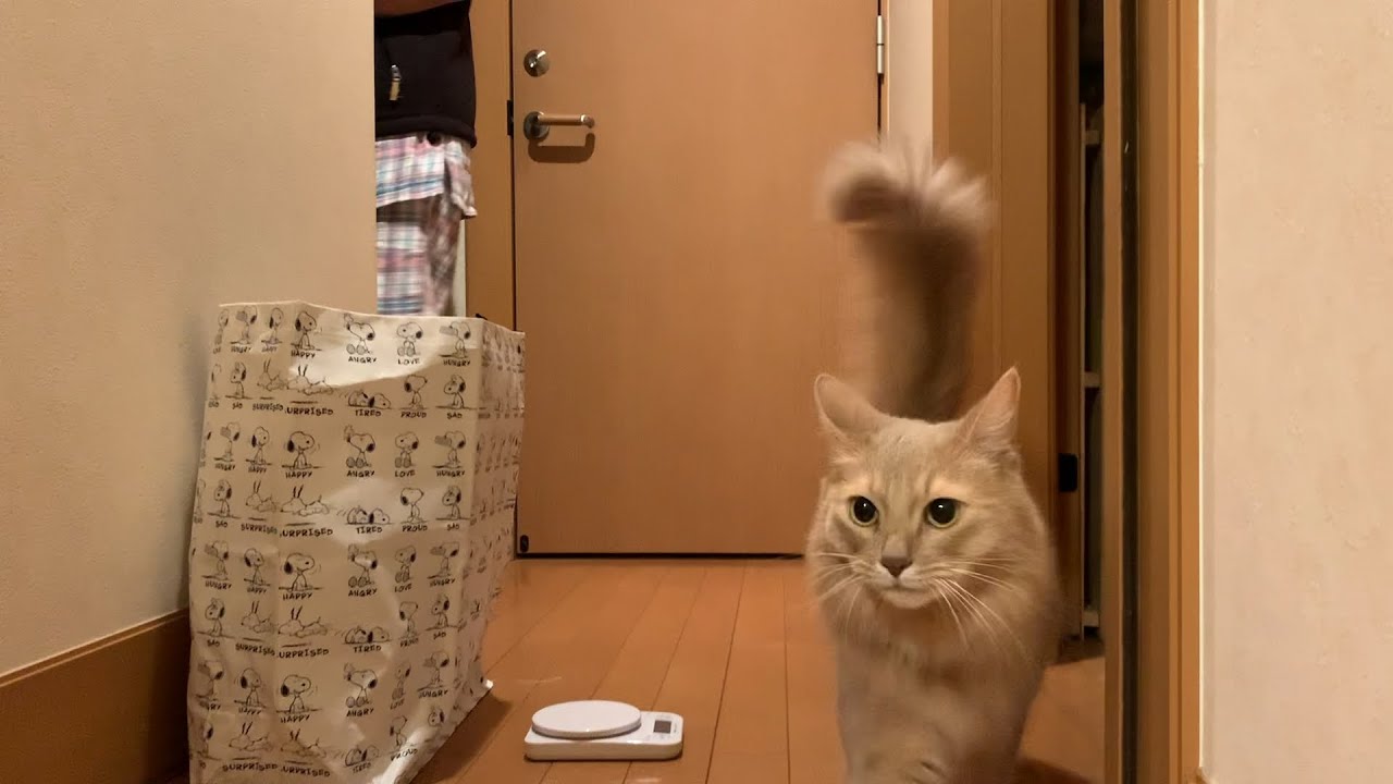 【ソマリ猫】頭突きー！