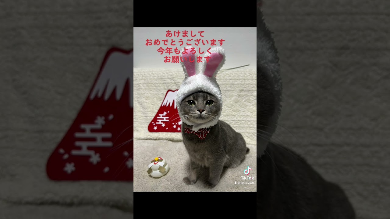 ２０２３うさぎ年 #short #アメリカンカール #ブリティッシュショートヘア  #柴犬 #ネザーランドドワーフ