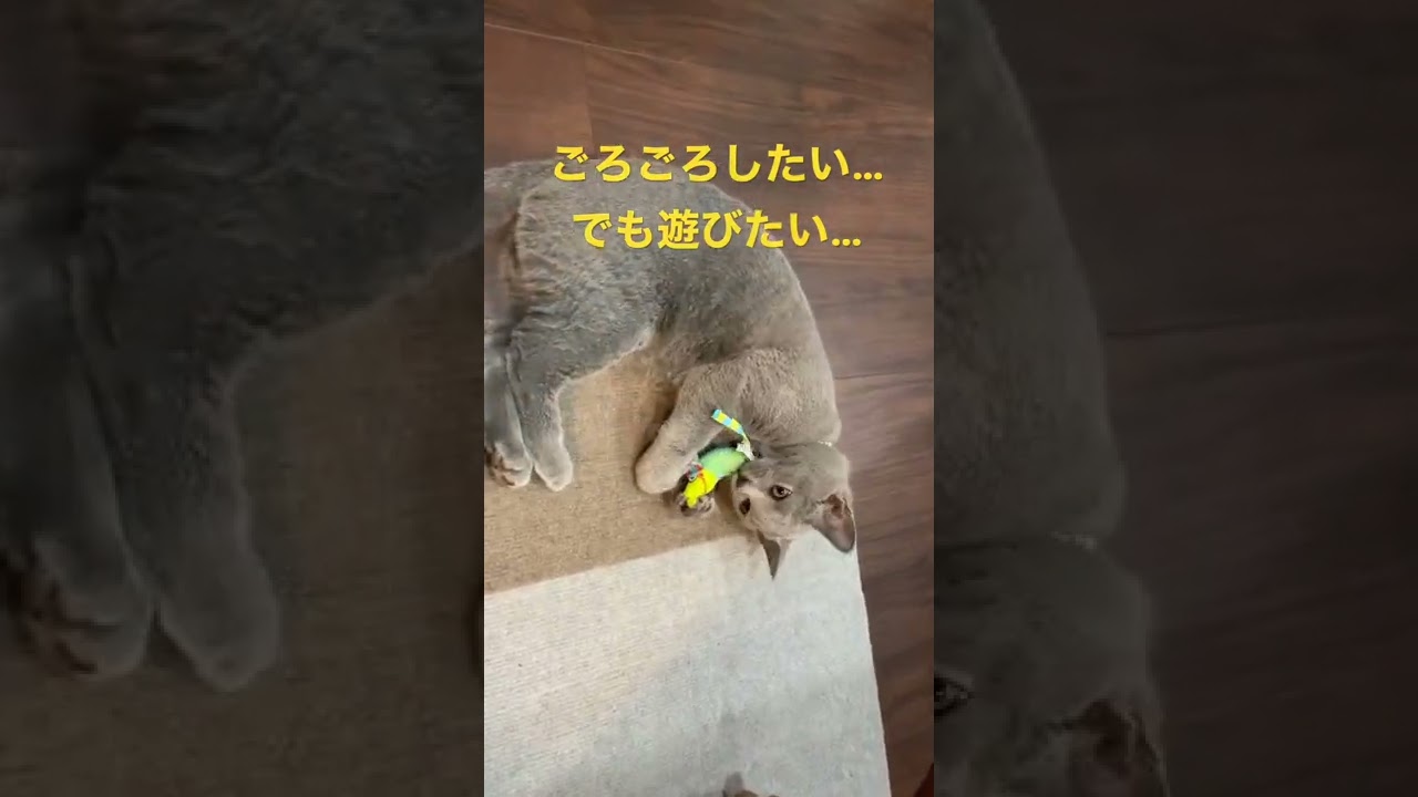 シャルトリューの子猫はぐうたら遊ぶ姿も可愛い…ネズミが最近のお気に入りです #shorts #シャルトリュー #猫 #猫のいる暮らし #chartreux