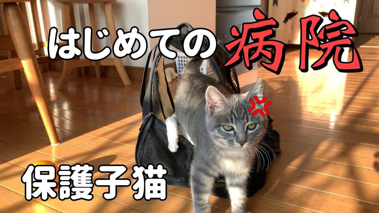 【保護子猫】はじめての動物病院