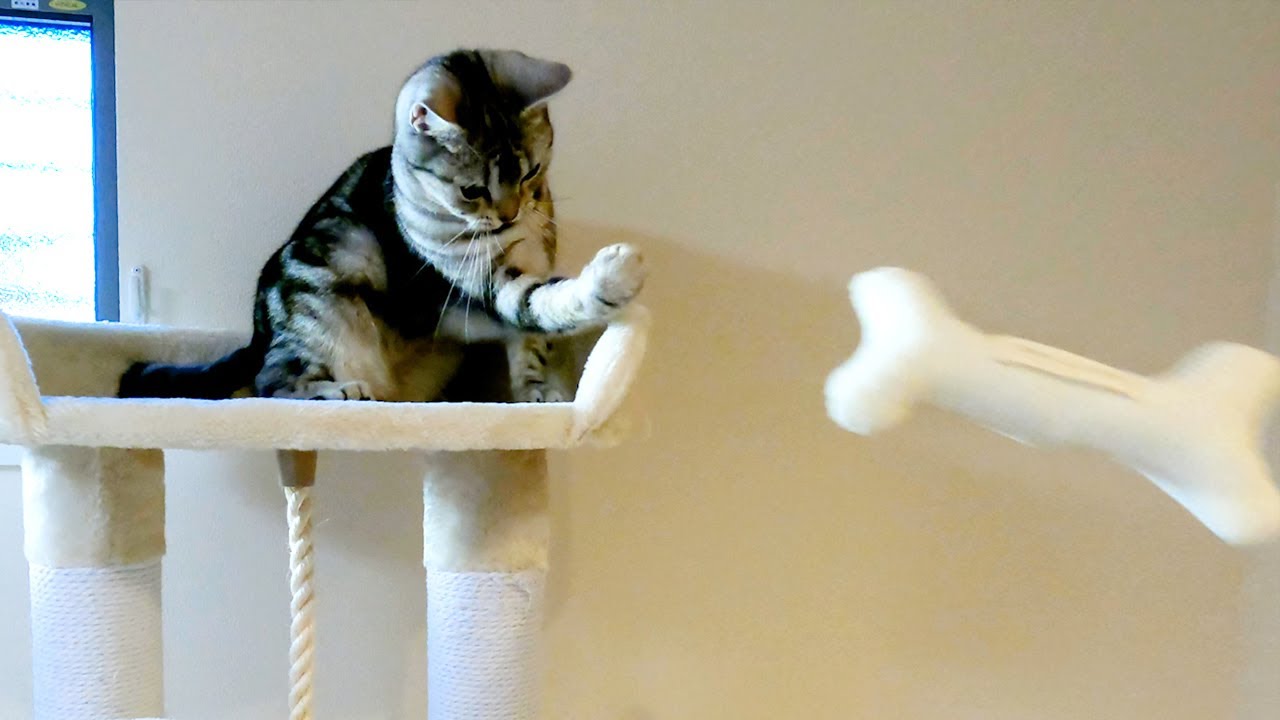 おもちゃをすぐ下に落としちゃう猫【アメリカンショートヘアー】