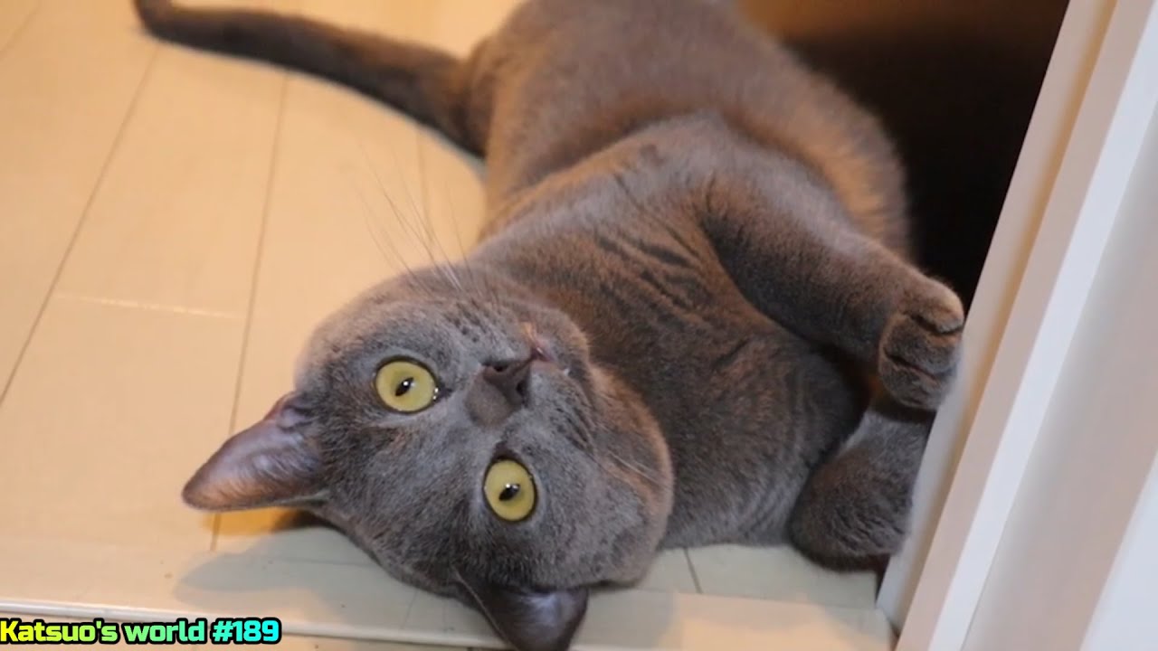 だら猫【シャルトリュー】