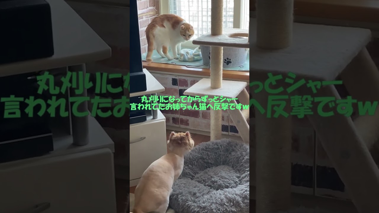 丸刈り猫の反撃(笑) #shorts  #猫 #アメリカンカール #cat