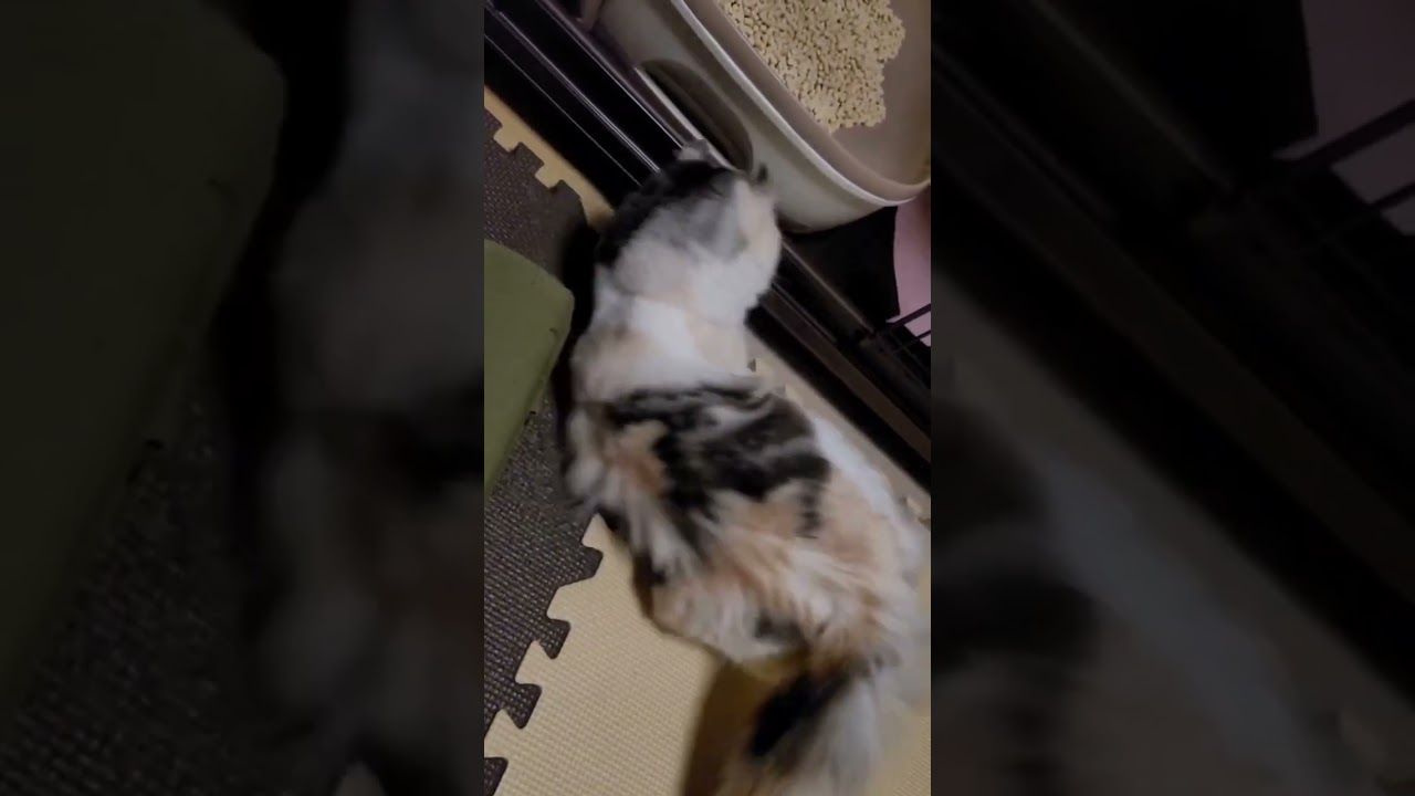 遊んでたら犬に見られてた… #アメリカンカール #猫