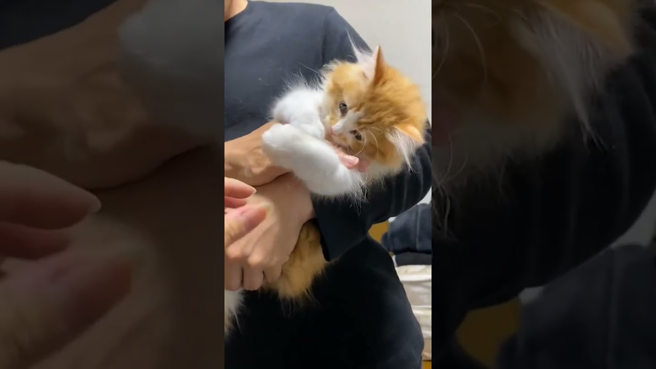 【ラガマフィン】子猫の時のナツ可愛すぎる！