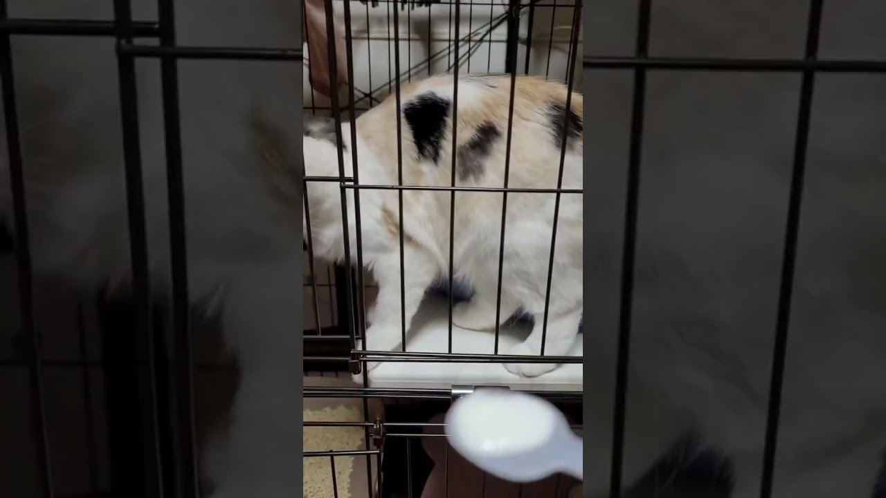 はじめてのヨーグルトに手が出ちゃう猫 #アメリカンカール #猫