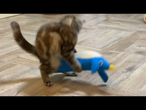 4週間目　うちの子猫はプロレスラーになりそうです