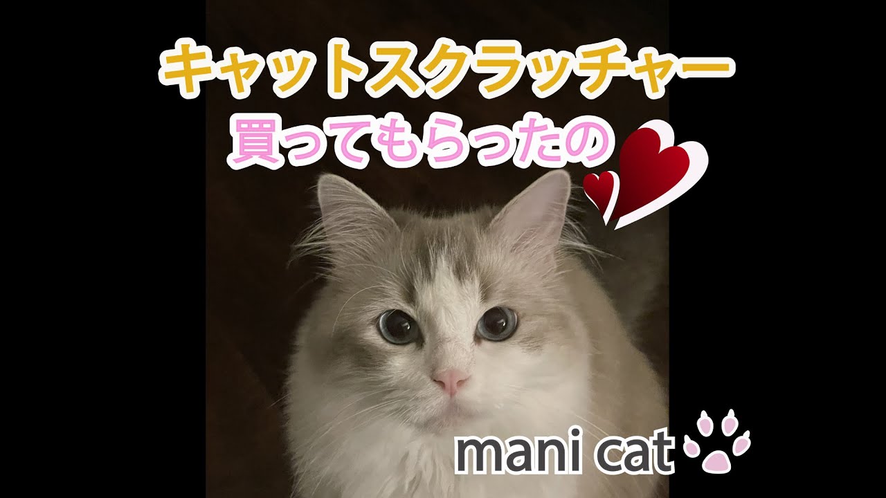 ラグドールマニー爪とぎ（キャットスクラッチャー）上手に出来るかな～🥰#ragdoll #可愛い猫#猫 爪とぎ