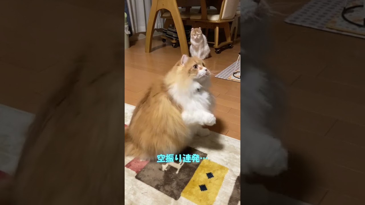 太っちょ猫のやる気が感じられない #shorts  #猫 #アメリカンカール #cat