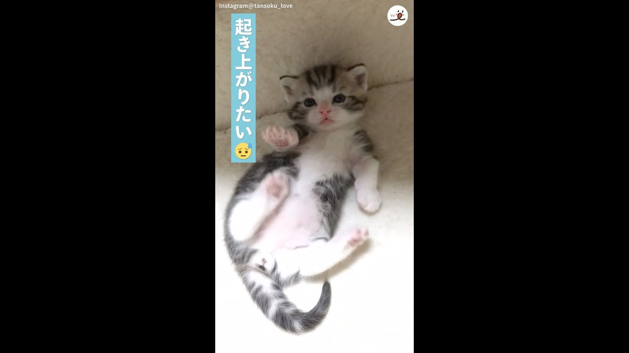 【コロン、コロン〜】なかなか起き上がれない子猫ちゃん♡