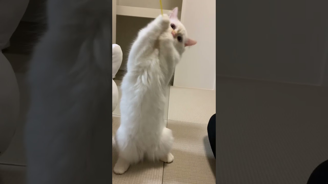 very cute cat #cat #ねこ #ねこのいる生活 #ラガマフィン #ragamuffin #shorts