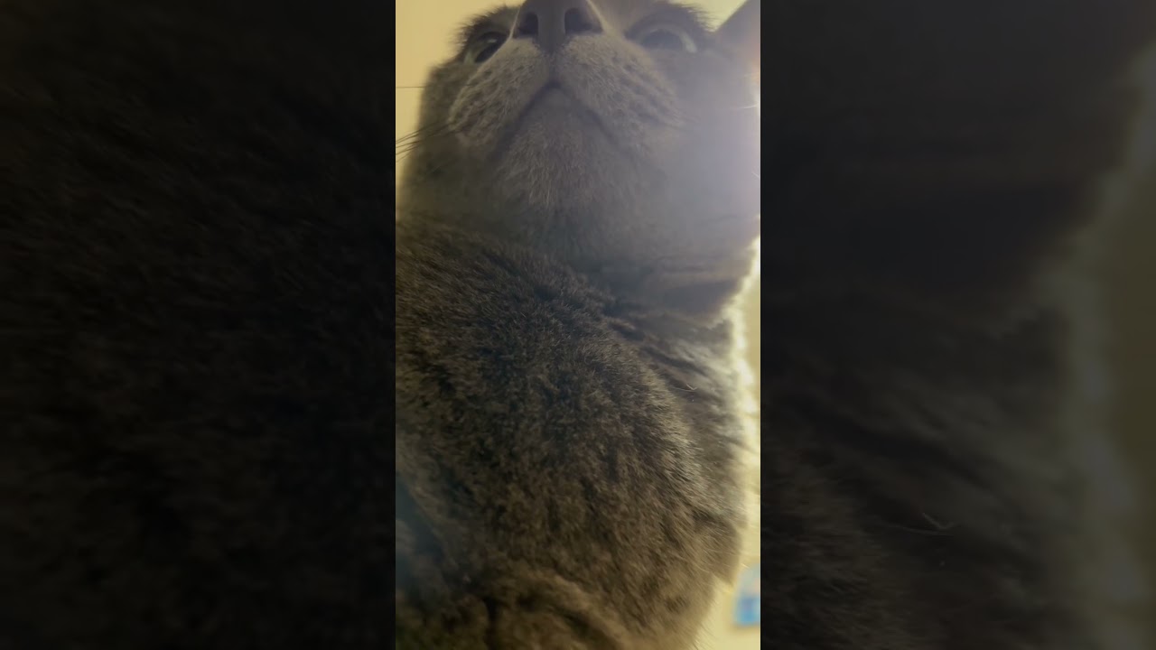 【ロシアンブルー】めろんを見上げてみた！【猫】#shorts