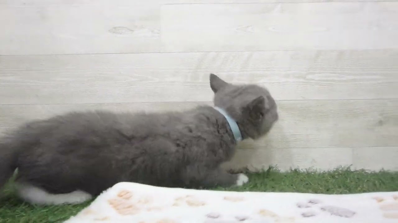 00612566 ブリティッシュショートヘアー