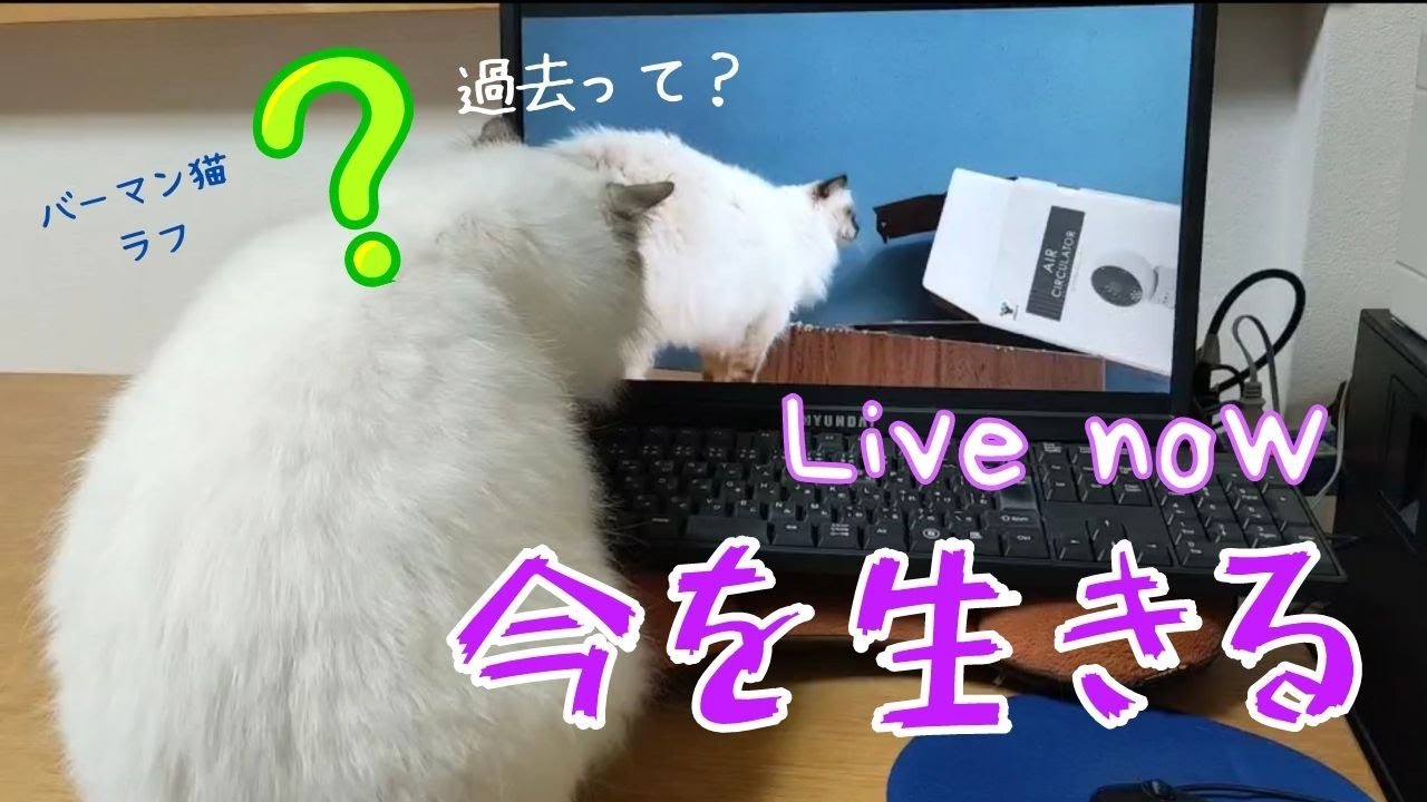 動画を見るバーマン猫【今を生きる】Live now（バーマン猫）Birman/Cat