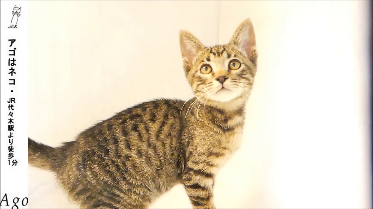 オシキャット●アゴはネコ猫専門  猫ネコ専門 新宿 都内　渋谷　池袋