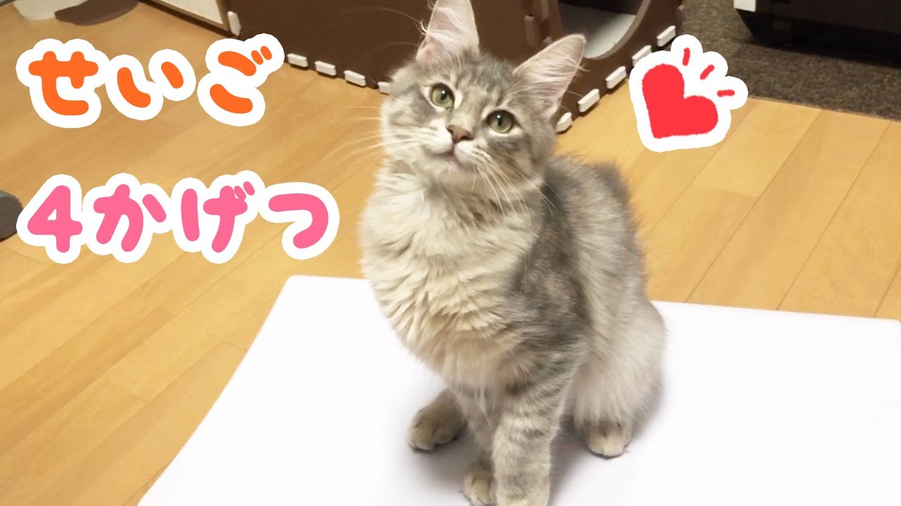 【メインクーン 子猫】生後4ヶ月突破🌸記念に大きさと体重を測る♪