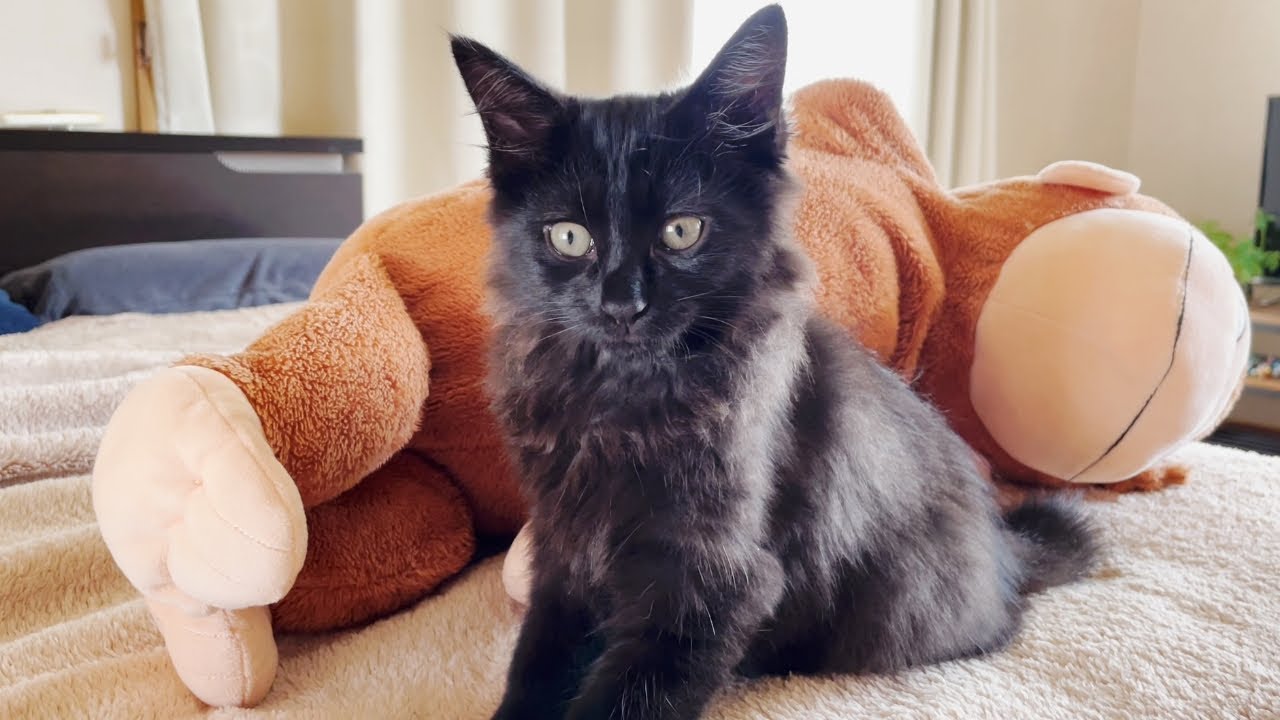 【保護子猫】一人ぼっちだった黒猫の子猫に新しい家族ができました！[黒猫のテテ]