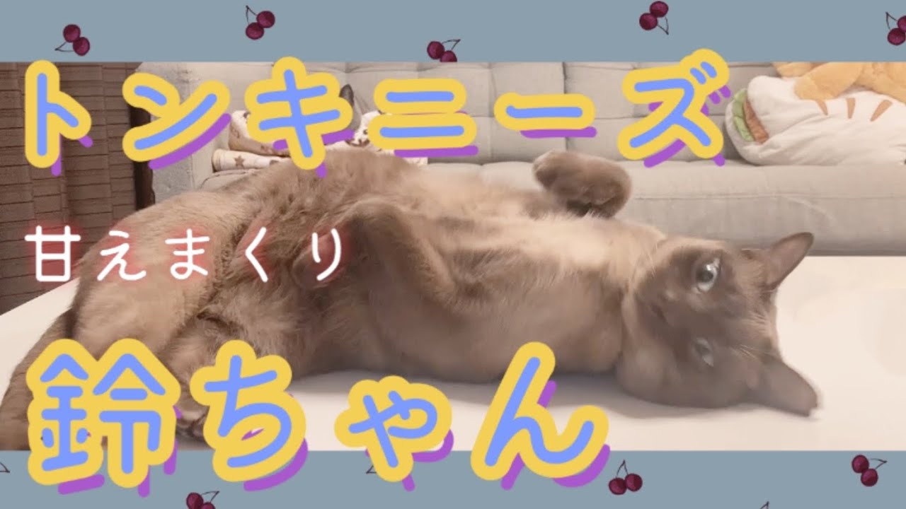 [トンキニーズ ]他の猫や飼い主に甘えまくりで癒される　[ 猫 cat ]