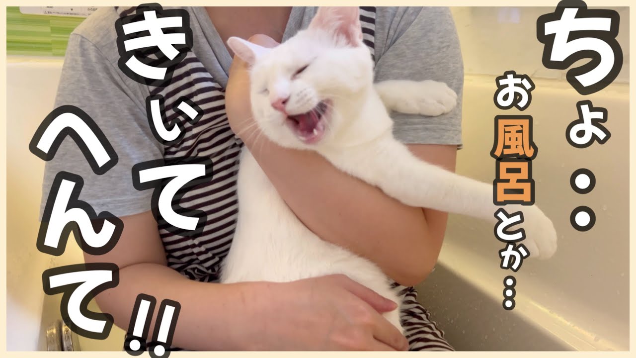 【元野良猫リリー】白猫を初めてお風呂入れたら、さらにめちゃくちゃ白くなりました！！