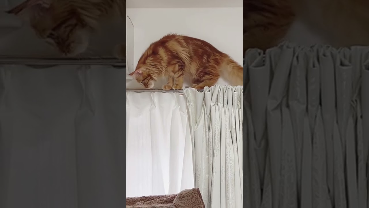 【メインクーン】カーテンレールをデビューしちゃった猫🙀#shorts