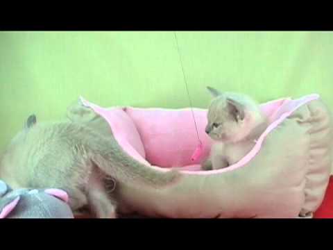 トンキニーズの美人姉妹☆